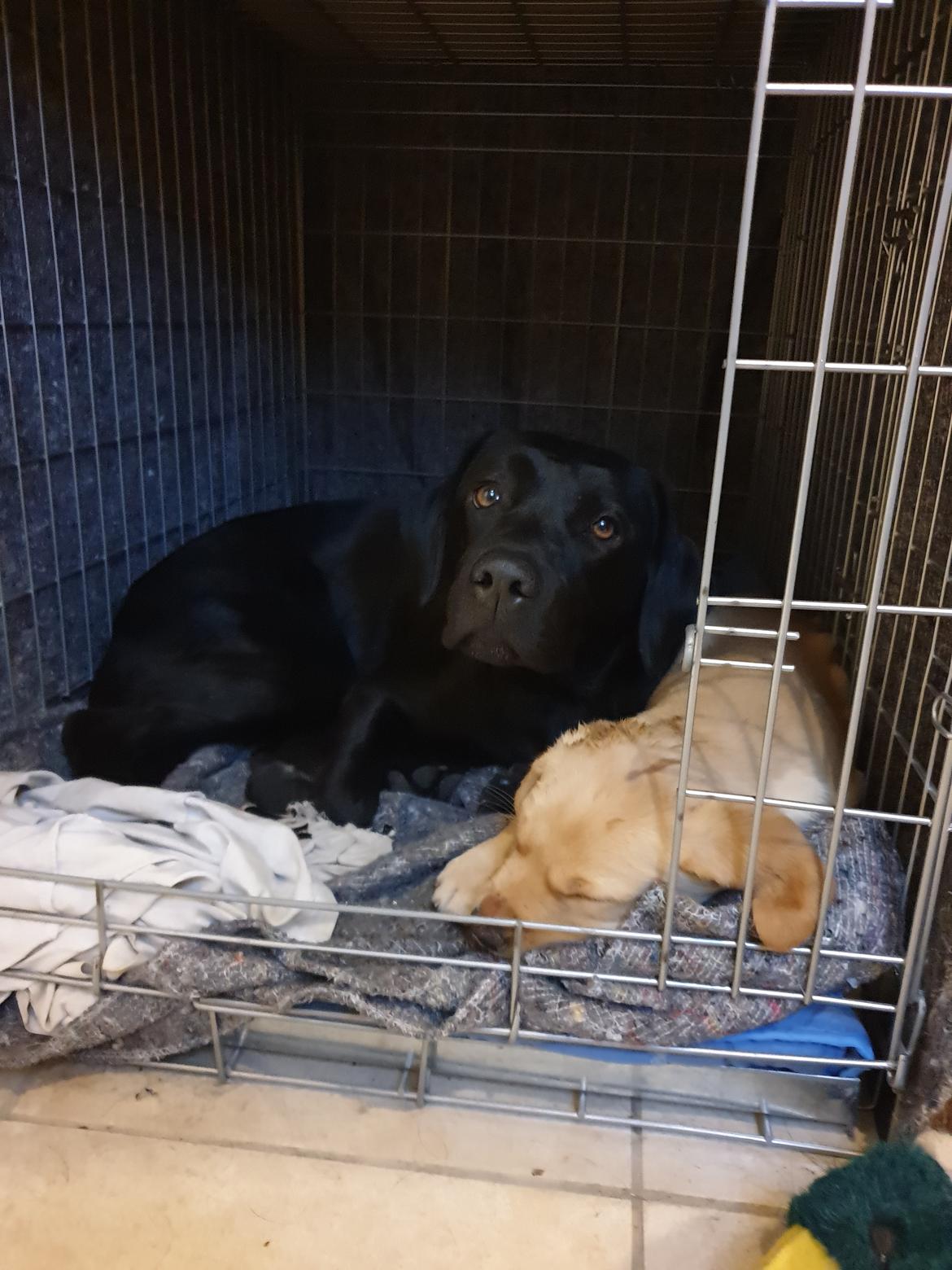 Labrador retriever Tonic billede 5