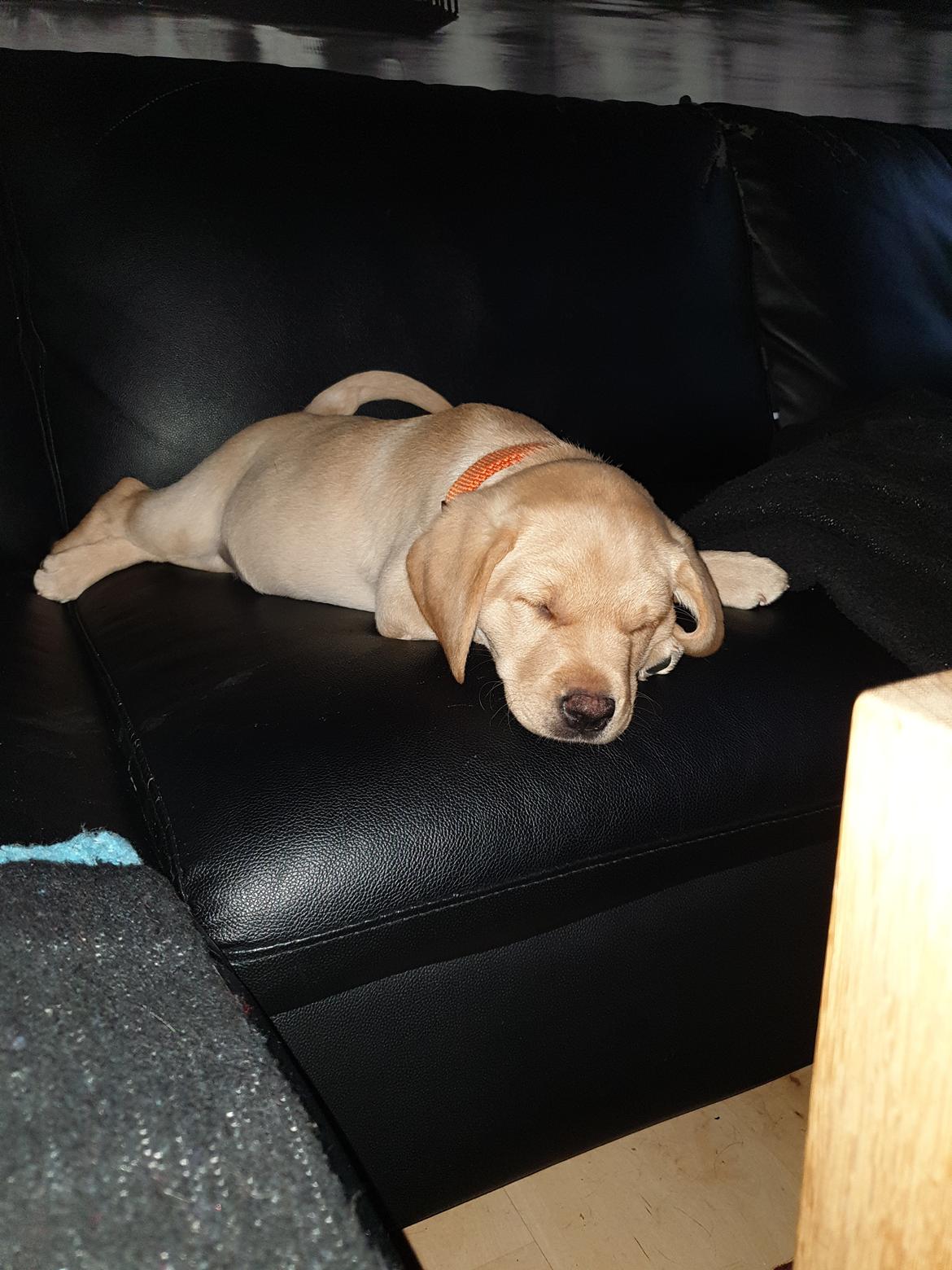 Labrador retriever Tonic billede 6