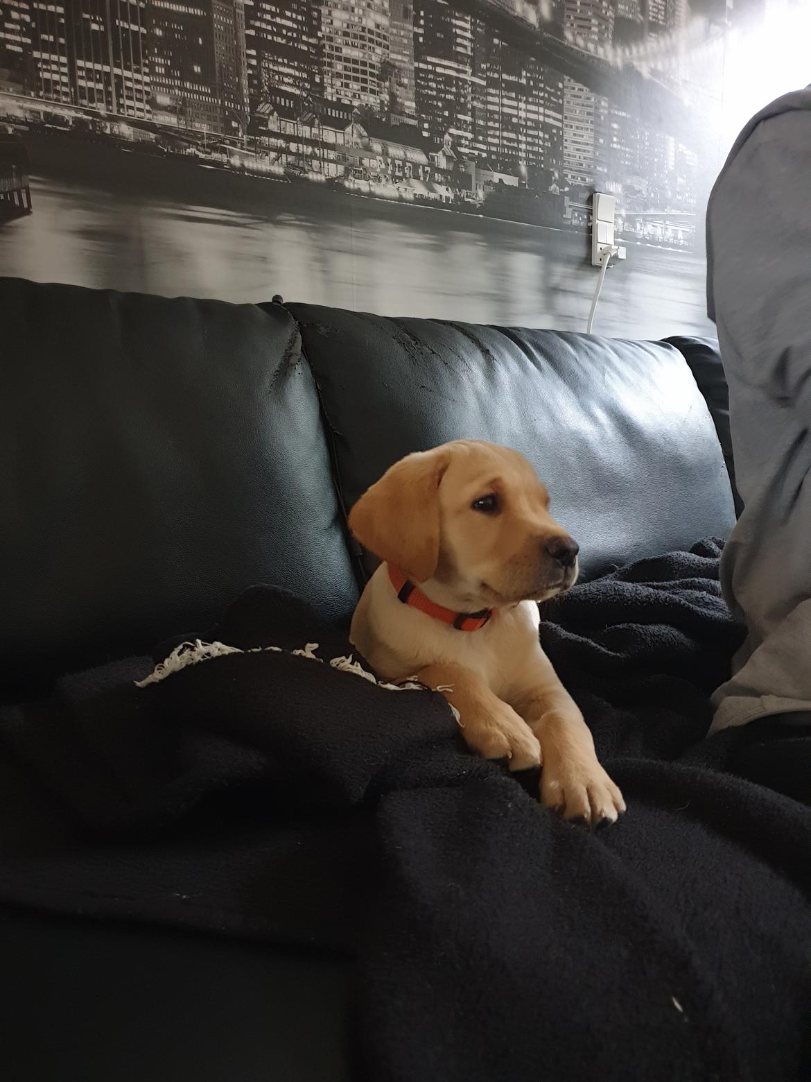 Labrador retriever Tonic billede 7