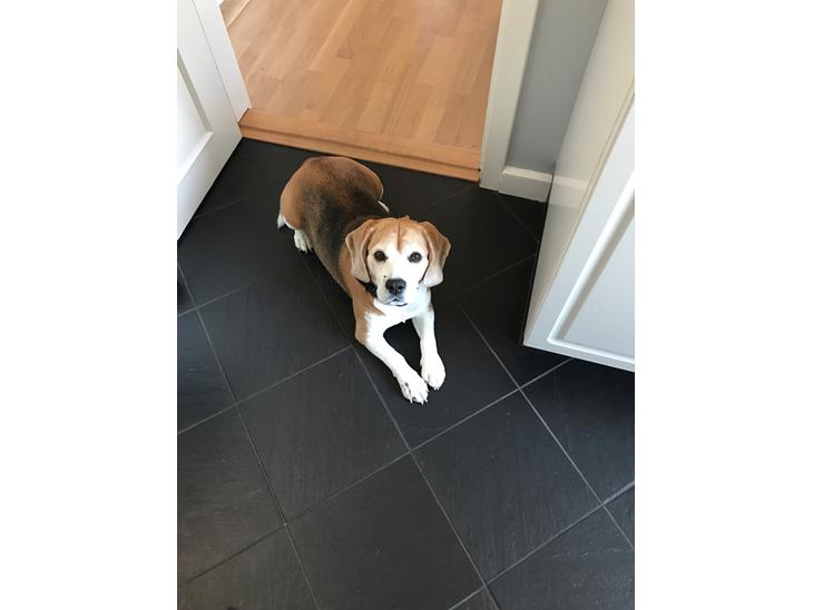Beagle Simba billede 1