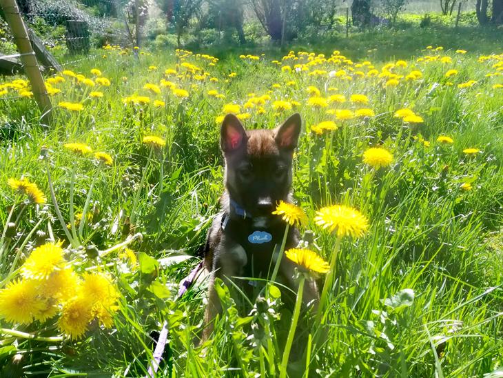 {{currentPhoto.altText}} billede {{currentPhoto.number}}