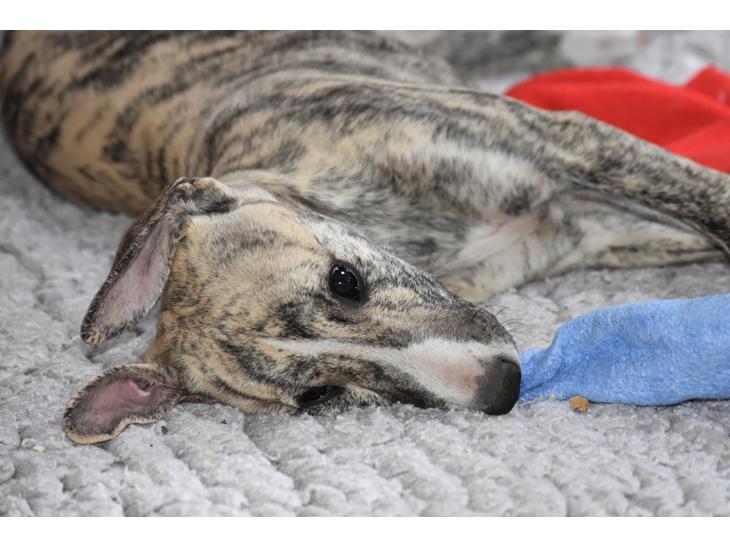 Whippet Didrik - Foto: Kirsten H billede 1
