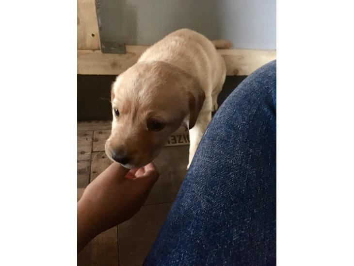 Labrador retriever Lupa billede 0