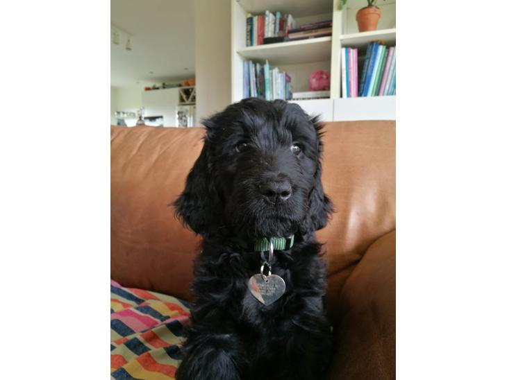 {{currentPhoto.altText}} billede {{currentPhoto.number}}