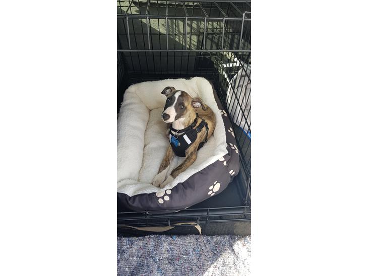 Whippet All Stars Emil  billede 1