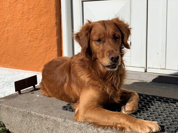 Golden retriever Oscar billede 1