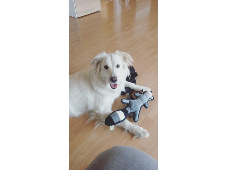 Blanding af racer Luna  billede 1