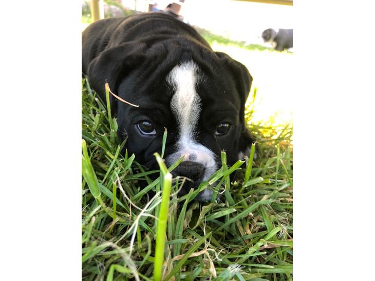 {{currentPhoto.altText}} billede {{currentPhoto.number}}