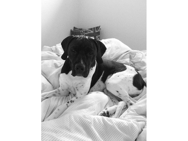 {{currentPhoto.altText}} billede {{currentPhoto.number}}