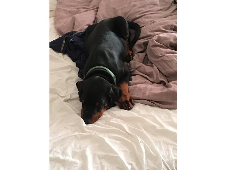 {{currentPhoto.altText}} billede {{currentPhoto.number}}