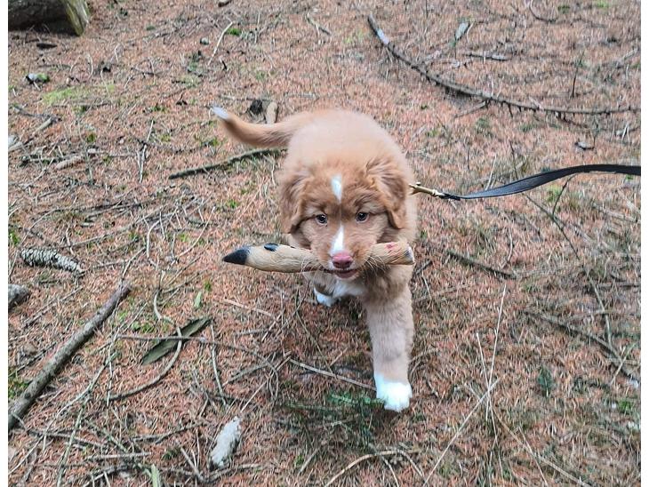 Nova scotia duck tolling retriever Chance billede 1