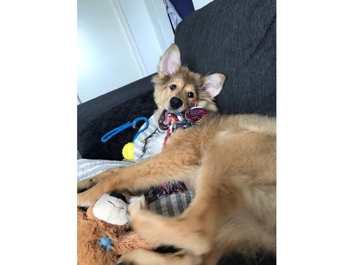 {{currentPhoto.altText}} billede {{currentPhoto.number}}