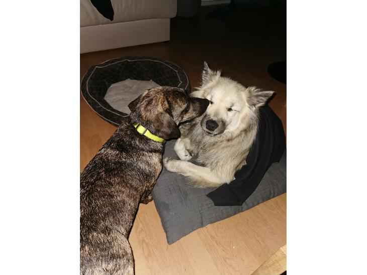 {{currentPhoto.altText}} billede {{currentPhoto.number}}