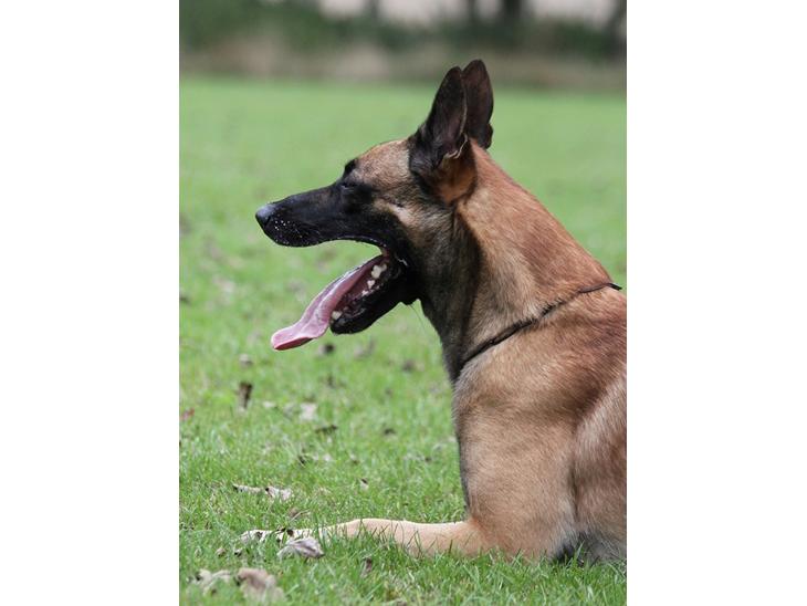 Malinois IGP3 Czhaplin Codi-Fin - over regnbuen billede 1