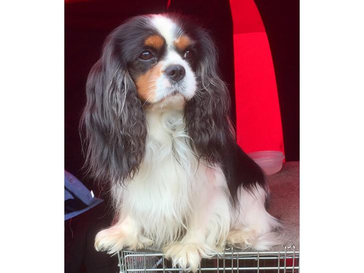 Cavalier king charles spaniel Amazing Cavalier’s Presley Fontana,kaldet Elvis billede 1
