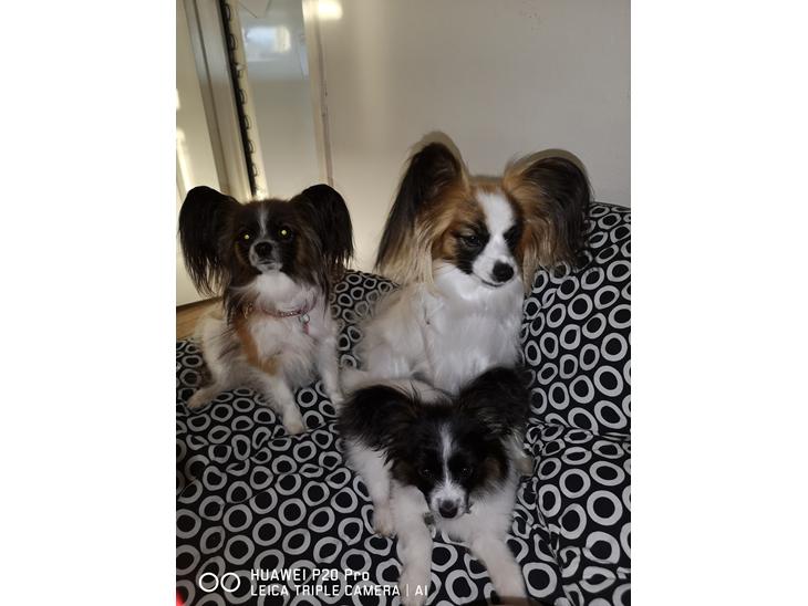 {{currentPhoto.altText}} billede {{currentPhoto.number}}