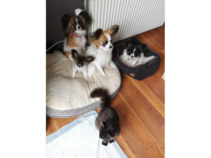 {{currentPhoto.altText}} billede {{currentPhoto.number}}