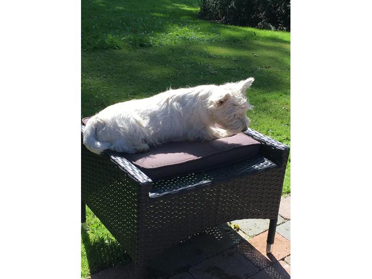 {{currentPhoto.altText}} billede {{currentPhoto.number}}