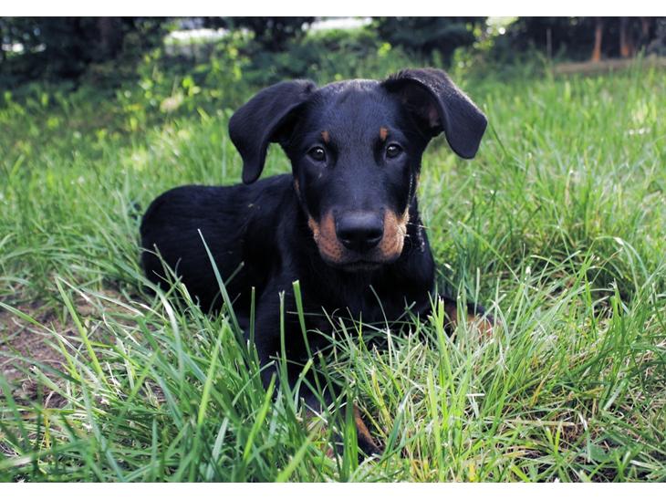 Beauceron Flynn billede 1