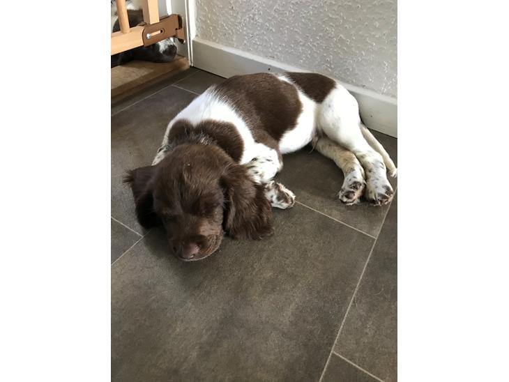 Field Trial Springer Spaniel Buster billede 2