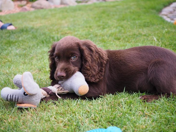 Cocker spaniel Jacko billede 0
