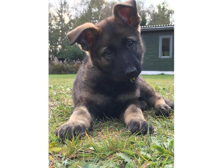 Schæferhund Zippo billede 0