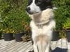 Border collie Penny