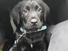 Labrador retriever Bubbi
