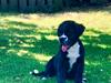 Renascence Bulldogge Kygo