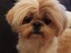 Shih tzu Fonvig's Phoebe
