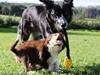 Border collie My forward BC Jill&Fønix Zoey
