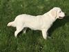 Golden retriever Golden Little Star Miss. Bina