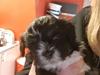 Lhasa apso Koda Von Moisen of HAKUNA MATATA (Aka Paddy)