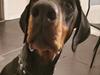 Dobermann Noah (Royal danish hot shot)