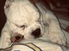 Engelsk bulldog Arthur