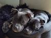 Staffordshire bull terrier Det er lige mere