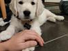 Golden retriever Eddie 