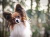 Papillon Hugo RIP