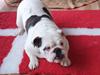 Engelsk bulldog Freya