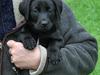 Labrador retriever Indiana