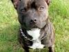 Staffordshire bull terrier Lundgaards Scar *Charlie*