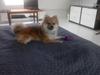 Blanding af racer Chico (kennelnavn: Kalle Kulmule) 