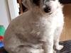 Jack russell terrier Anton