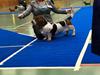 Basset hound Baffo Dodge Ram Diaz