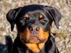 Rottweiler Chateau von astrups´s Karlo 