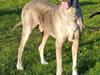 Grand danois Kenzo ( Himmel hund )