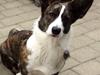 Welsh corgi cardigan Charlie
