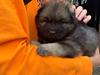Eurasier Zelda