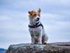 Jack russell terrier Klintskov's André Agassi (Wilfred)