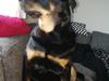 Rottweiler Tessa